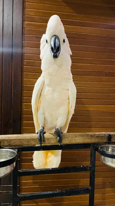 Moluccan cockatoo 1