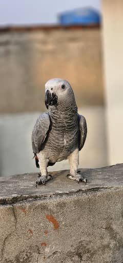 African Grey Parrot