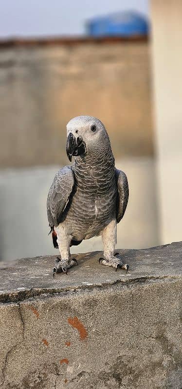 African Grey Parrot 0