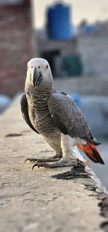 African Grey Parrot 1