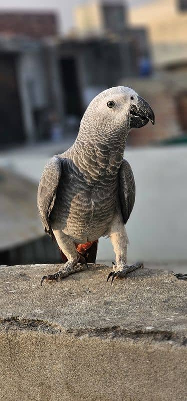 African Grey Parrot 2