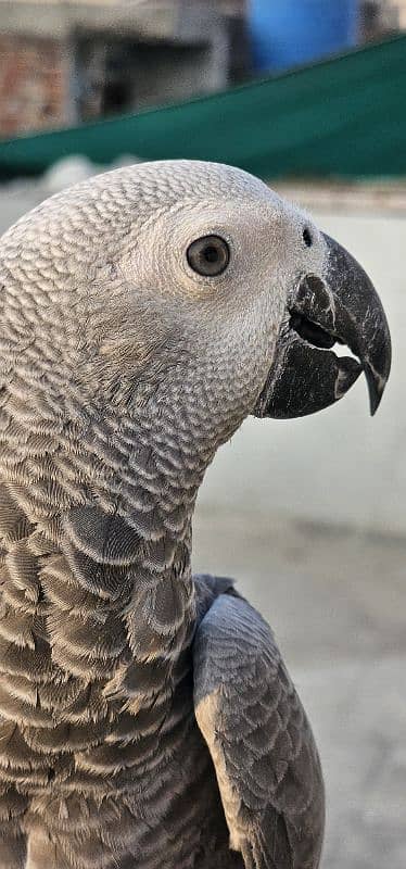 African Grey Parrot 3