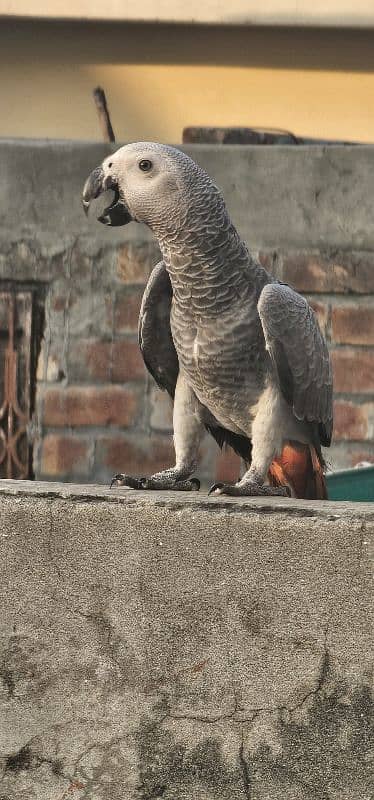 African Grey Parrot 4