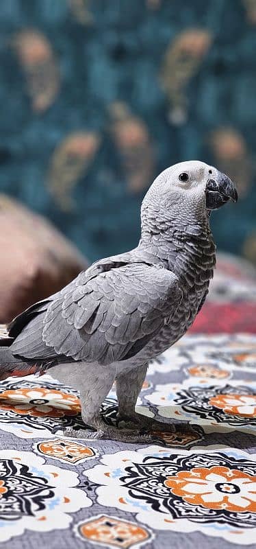 African Grey Parrot 5