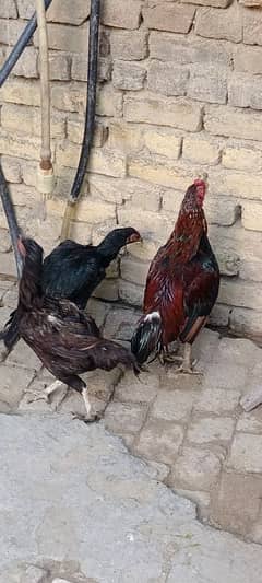 Aseel Pair for Sale