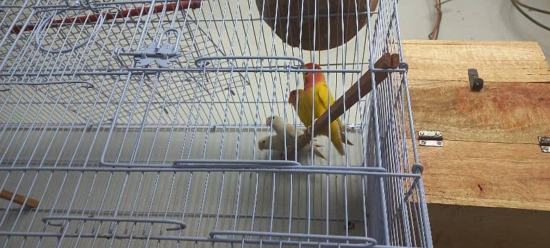 parrots for sale 3