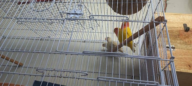 parrots for sale 5