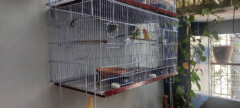 parrots for sale 6