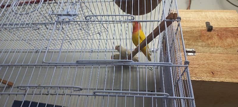 parrots for sale 7