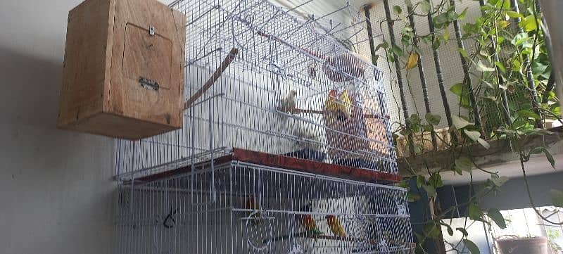 parrots for sale 8