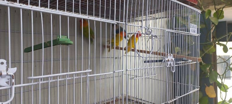 parrots for sale 9