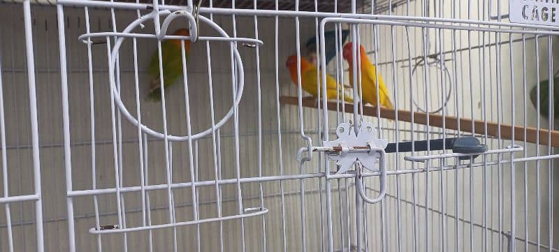 parrots for sale 10