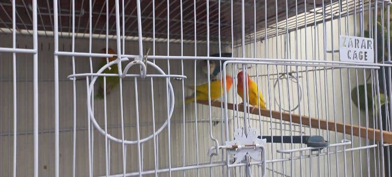 parrots for sale 11