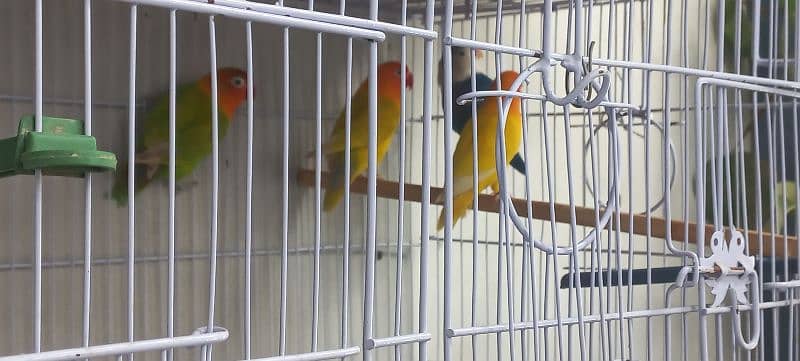 parrots for sale 13