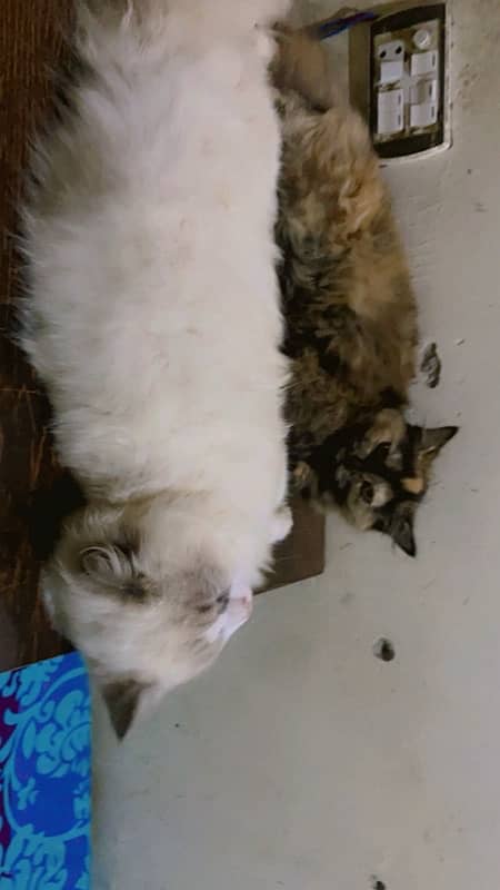 male and female cat 3