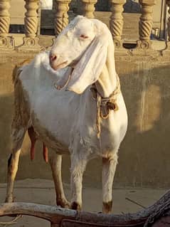 desi bakri with 4 month bachi