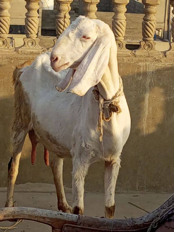 desi bakri with 4 month bachi 0