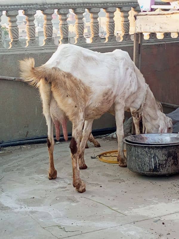 desi bakri with 4 month bachi 3