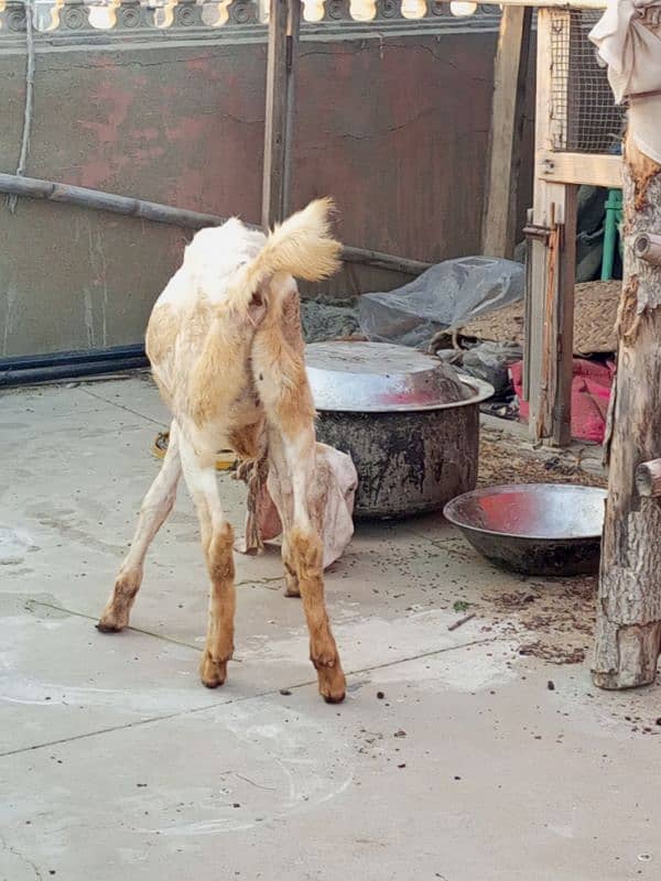 desi bakri with 4 month bachi 4