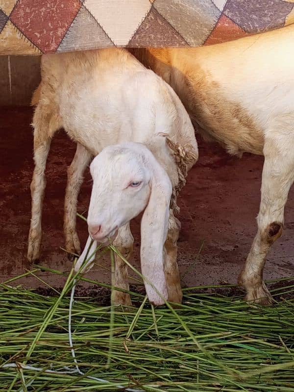 desi bakri with 4 month bachi 7