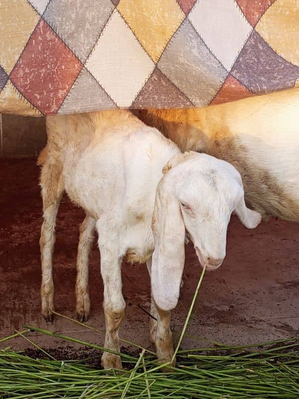 desi bakri with 4 month bachi 8