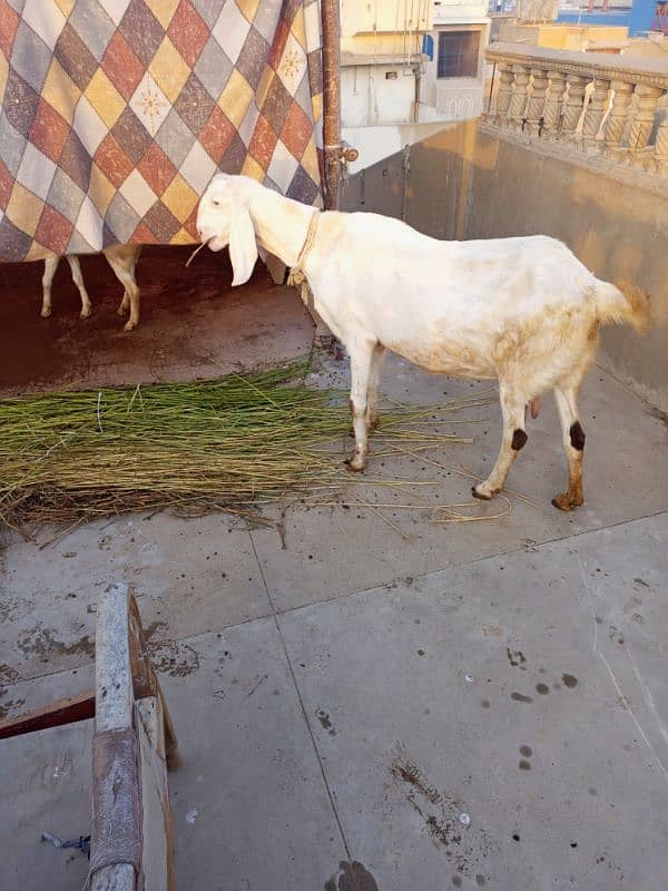 desi bakri with 4 month bachi 10