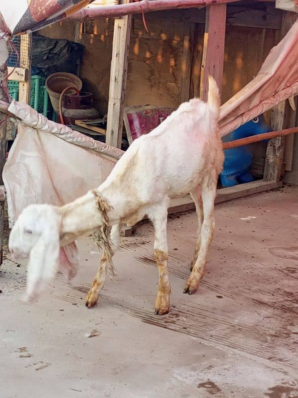 desi bakri with 4 month bachi 11