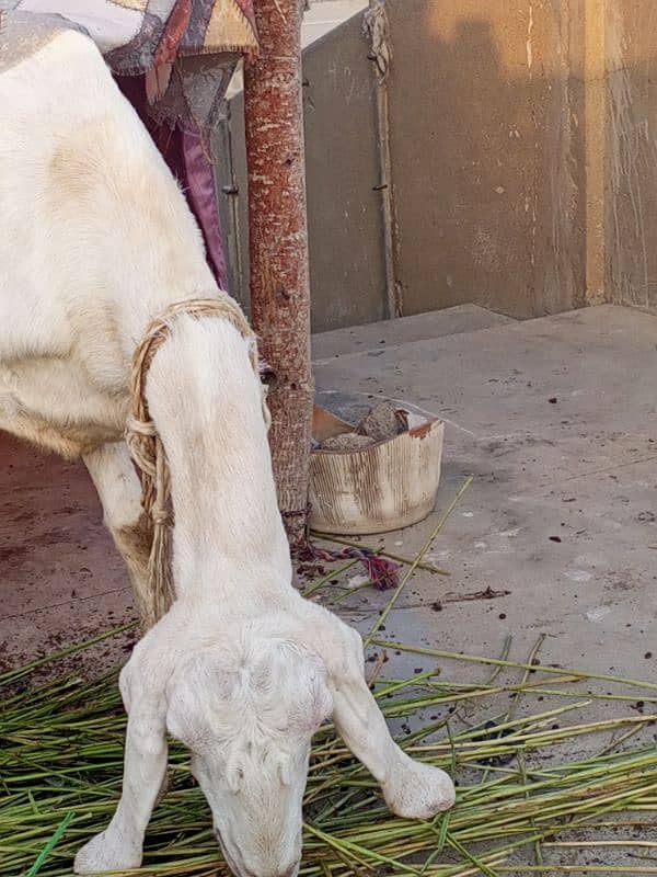 desi bakri with 4 month bachi 12