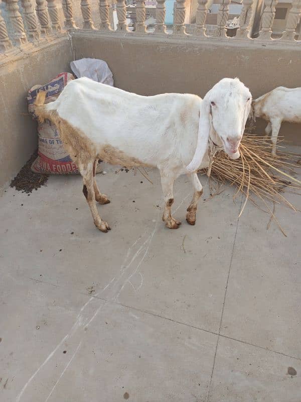 desi bakri with 4 month bachi 13