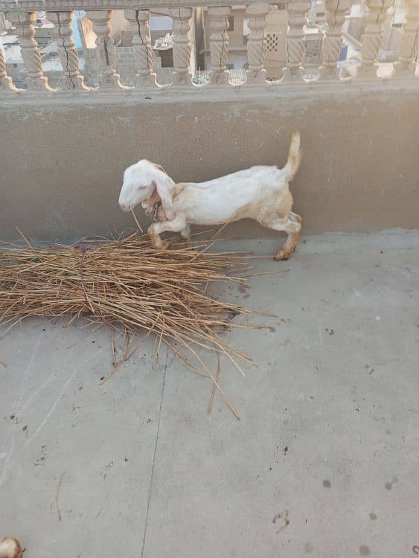 desi bakri with 4 month bachi 14