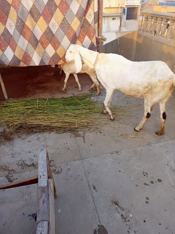 desi bakri with 4 month bachi 15