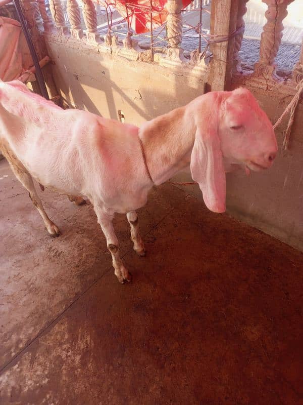 desi bakri with 4 month bachi 17