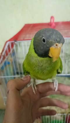 Slaty Head Parrot For Sale