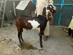 SAHIWAL NASAL KA BAKRA