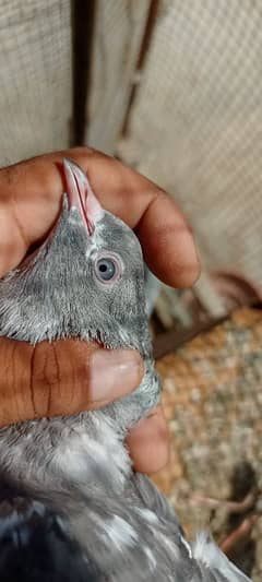 Unique Breed Silety Ferozpuri kabutars