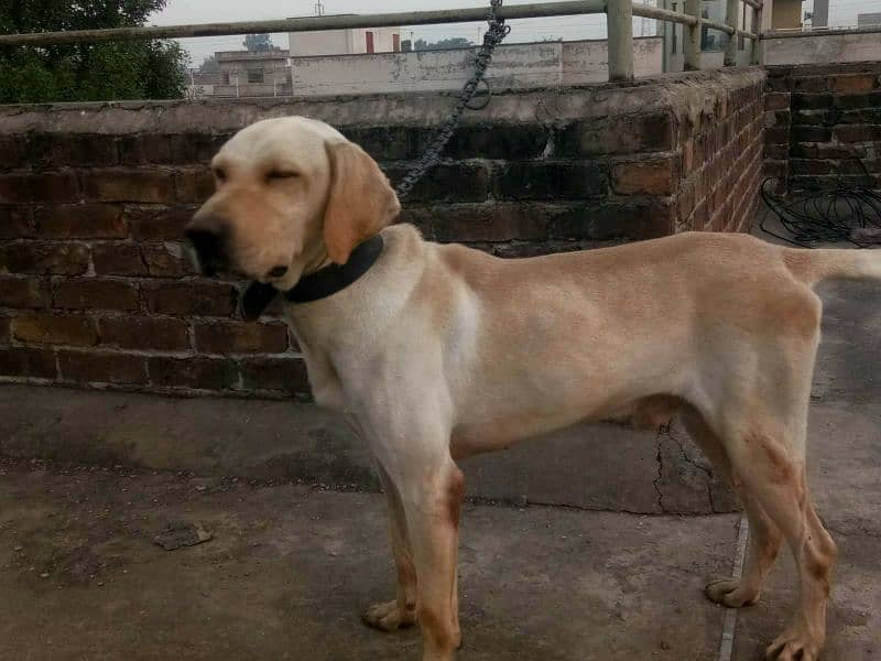 Labrador male 0