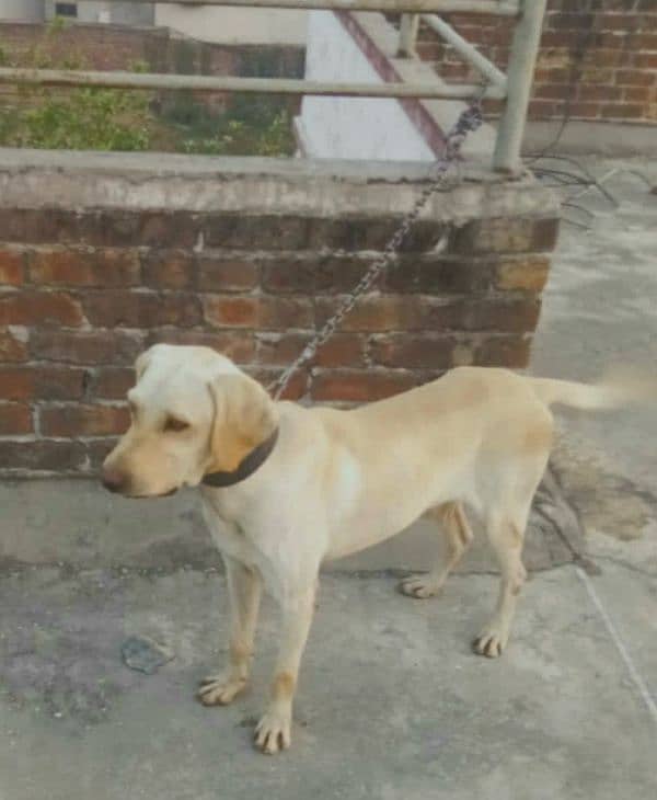 Labrador male 1