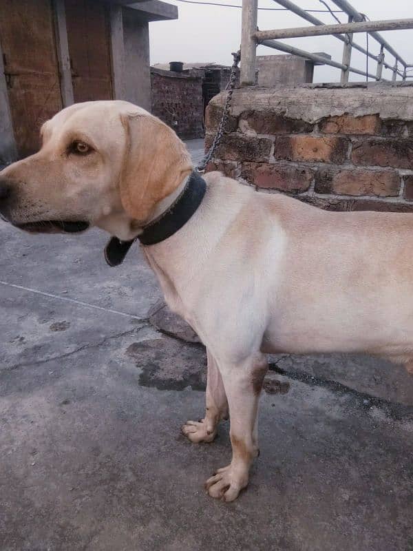 Labrador male 2