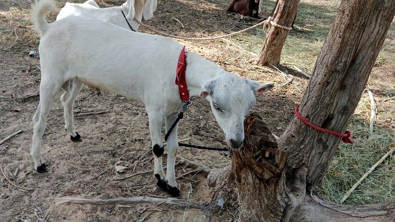 very beautiful bakra 0