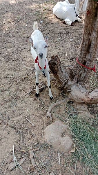 very beautiful bakra 1