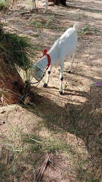 very beautiful bakra 2