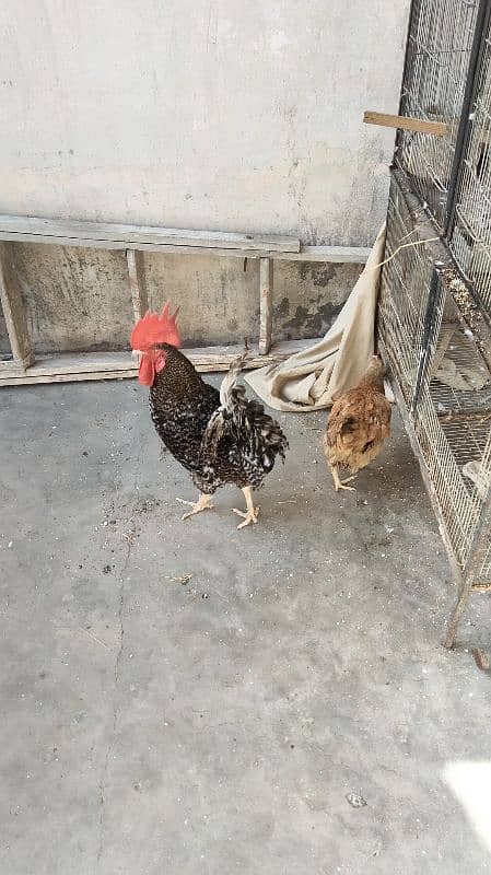 fancy murga & murgi egg reader for sale . urgent sale 0