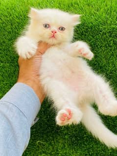 Persian kittens looking for new home(FOR SALE)