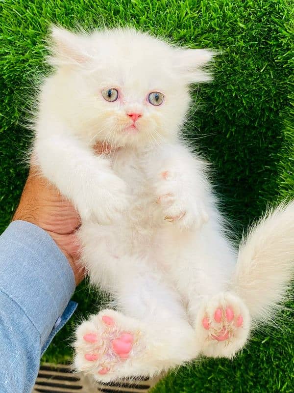 Persian kittens looking for new home(FOR SALE) 1