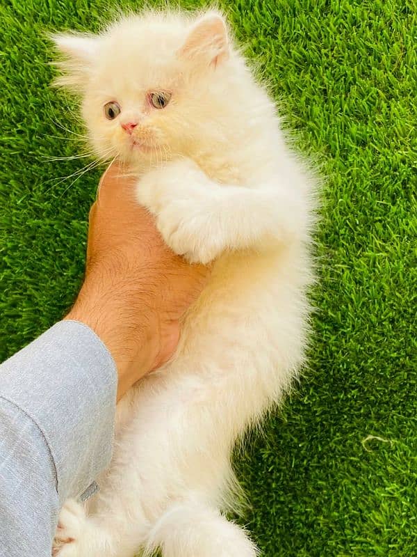 Persian kittens looking for new home(FOR SALE) 2