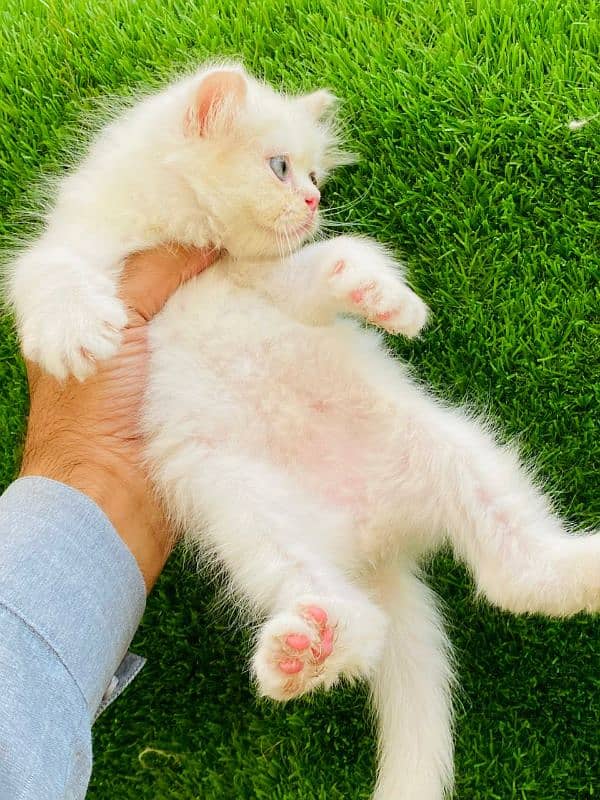 Persian kittens looking for new home(FOR SALE) 3