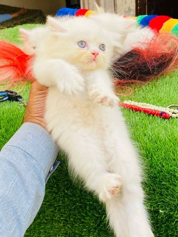 Persian kittens looking for new home(FOR SALE) 4