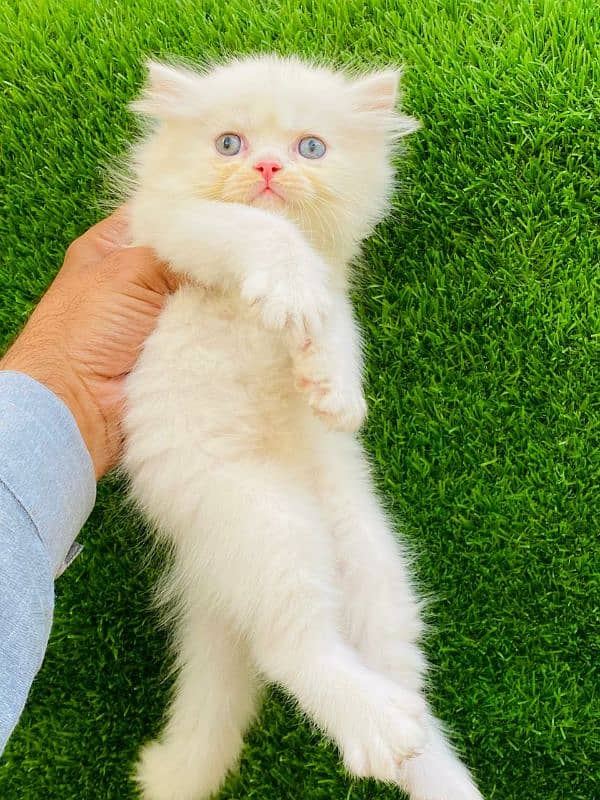 Persian kittens looking for new home(FOR SALE) 5