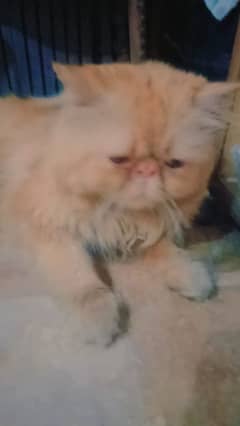 persion pikki face male cat fully vaccinated