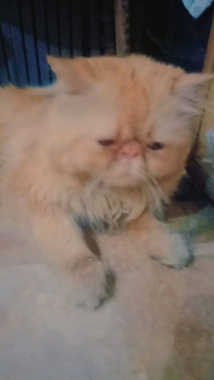 persion pikki face male cat fully vaccinated 0